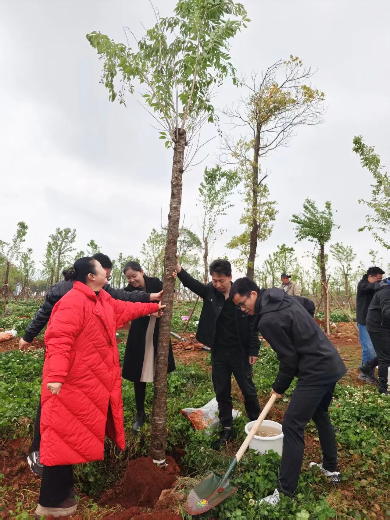 廌合动态|我所携手海泰财务参与六甲街道义务植树共建活动