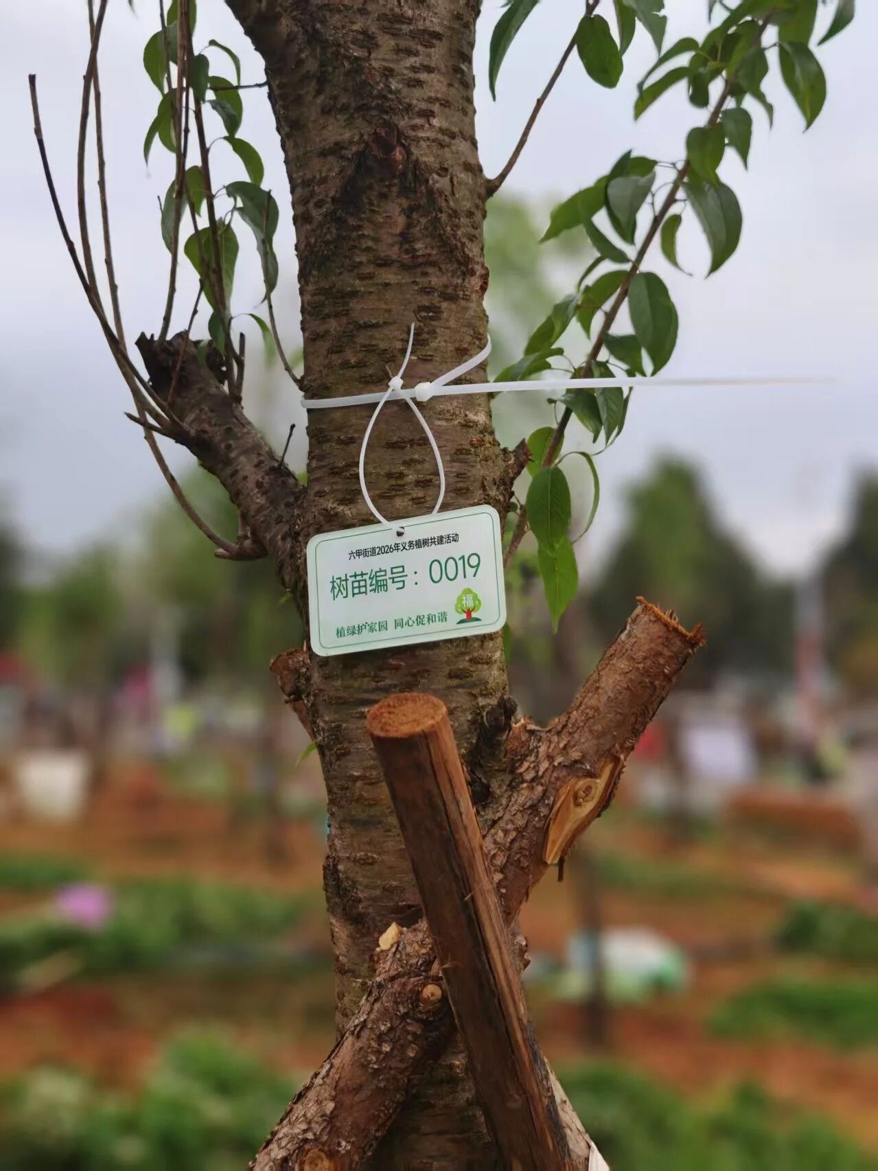 廌合动态|我所携手海泰财务参与六甲街道义务植树共建活动